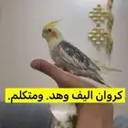 كروان. اليف ومتكلم. وهدد