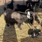 للبيع معزا خلفات متاومه