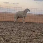 فحل حري مشروط