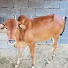 حسيل