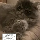 قطه
