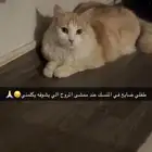 قط ضائع في ابها المنسك مكافأه ماليه لمن يجده