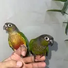 كنيور هدد نشبببه ومتكلم
