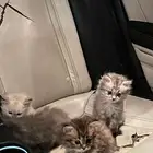 قطط للبيع