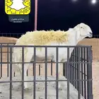 فحل