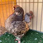 حمام كنق