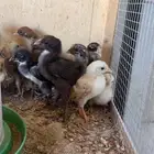 صوص العمر سبوعين