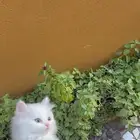 قطط للبيع شيرازي بعمر شهرين