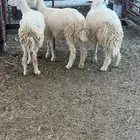 رخال حريه ثنايا وجذعه