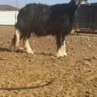 تم البيع الله يبارك له