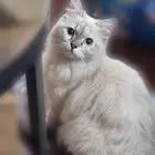 قطة انثى للبيع