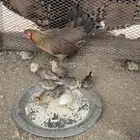 دجاج عربي مفاريخ