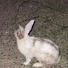 ارنب ذكر للبيع