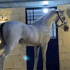 خيل