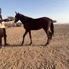 مهر جزيري عمره 9 شهور سليم شرط رقم التواصل