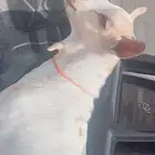 تيس صنف عمر شهرين