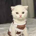 قطط سكوتش