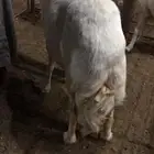 ذبايح بريه