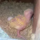 للبيع فروخ روز