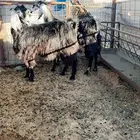 معزاء تم البيع