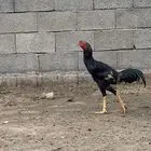 دجاج باكستاني للبيع