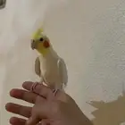 ببغاء كروان او كوكتيل