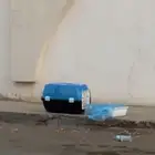 قطه لتبني