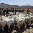 طليان سواكن دمازين شبيه الحري مرابى مناسبات زوجات ثلاجات