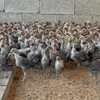 للبيع صوص فيومي دم صافي