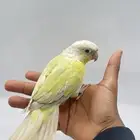 كنيور مون شيك