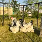 للبيع طقم دجاج براهما