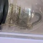 ابو سيور غير سام