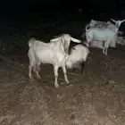 تيس فحل بيشي ابرص