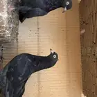 حمام باكستاني