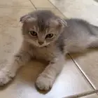 ذكر سكوتش فولد