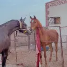 مهره شعبيه