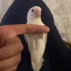 روز بينو للبيع