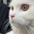 قط ل التبني