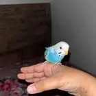 طيور بادجي