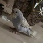بغبغاء البادجي