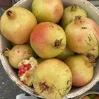 رمان جوف ال معمر