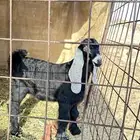 تيس مشروع فحل عارضي زين بالحيل