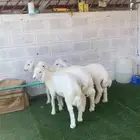 4 طليان حريات نظيفه طرف وظهر طيبه .