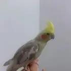 كروان أليف
