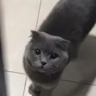 قط سكوتش فولد