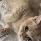 قط للتبني
