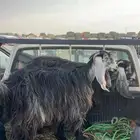معزاء للبيع