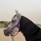 فرس