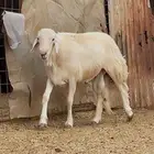 فحل للبيع مشروط