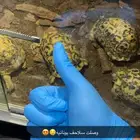 سلاحف يونانية   سلاحف نجمية